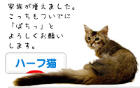 ハーフ猫ブログランキング