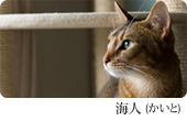 海人