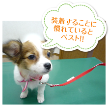 持参していただくもの