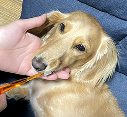 デンタル教室　犬のはみがき