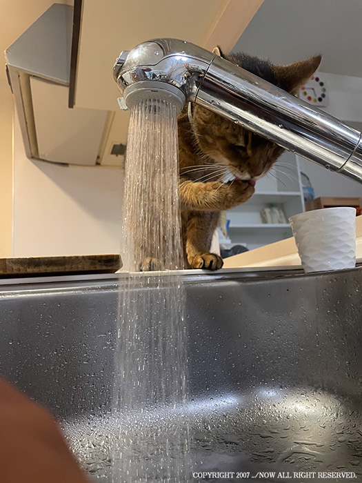 うちの猫で学んだ、水を飲まなくても飲みすぎても危ない話