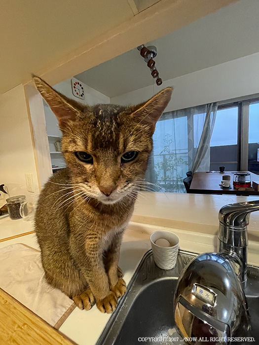 うちの猫で学んだ、水を飲まなくても飲みすぎても危ない話