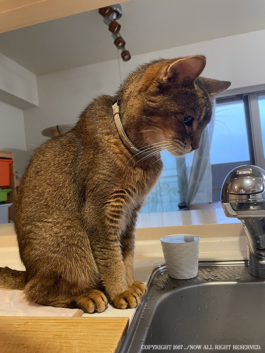 うちの猫で学んだ、水を飲まなくても飲みすぎても危ない話