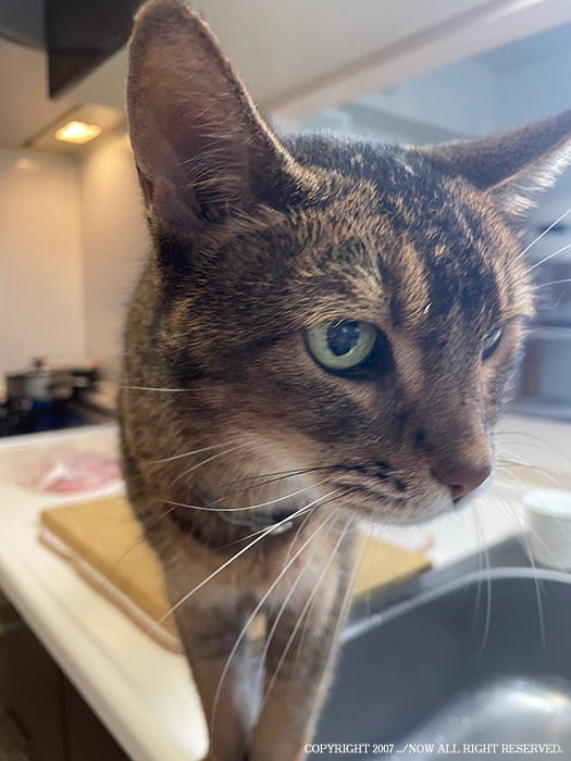 うちの猫で学んだ、水を飲まなくても飲みすぎても危ない話