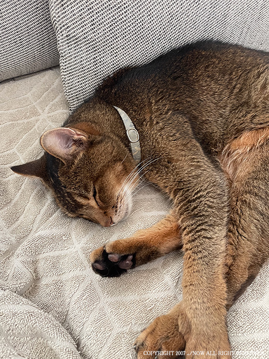 うちの猫で学んだ、水を飲まなくても飲みすぎても危ない話