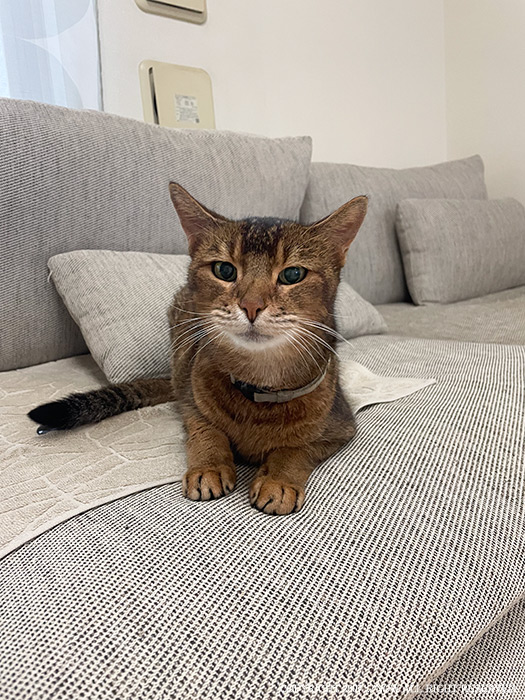 ごはんを食べ終えて満足そうな猫・海人の顔アップ