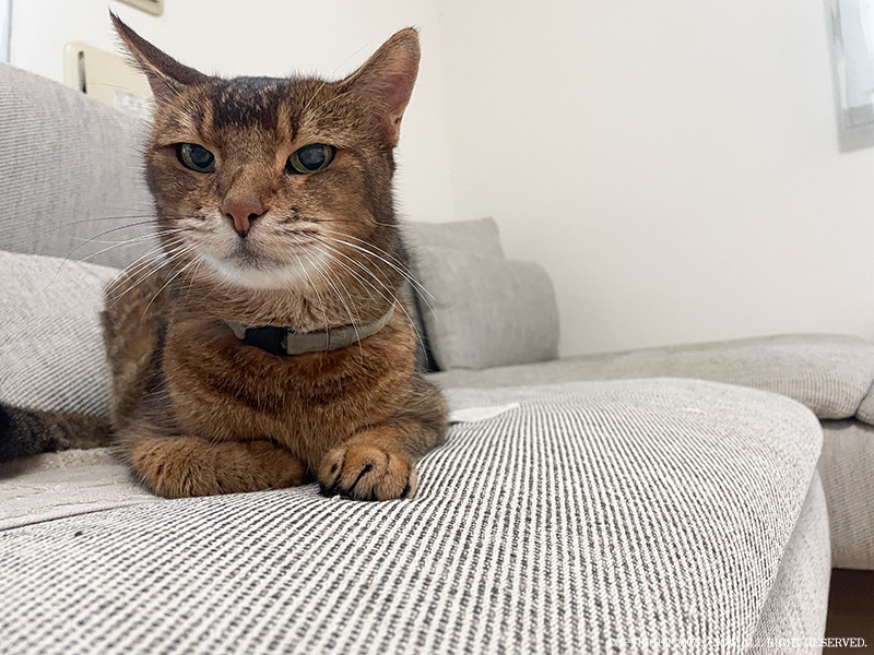 雨の日曜の朝、ソファの上の猫・海人