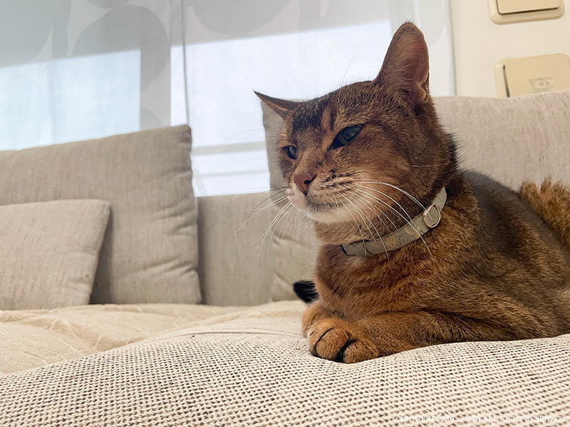 撫でて欲しいとアピールする猫・海人の横顔